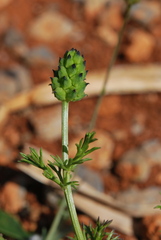 Adonis microcarpa