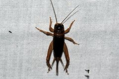 Anurogryllus arboreus