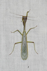 Parastagmatoptera
