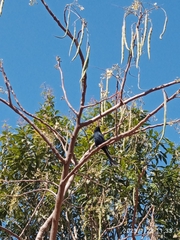 Dicrurus leucophaeus