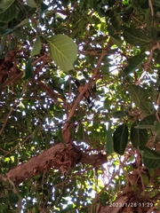 Dendrocitta vagabunda