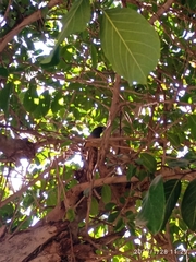 Dendrocitta vagabunda