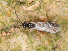 Ichneumonoidea