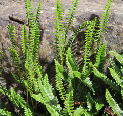 Blechnum penna-marina