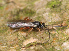 Ichneumonoidea