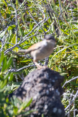 Curruca conspicillata