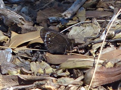 Cosmosatyrus leptoneuroides