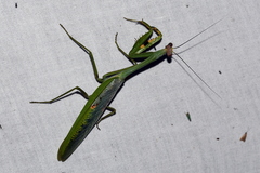 Stagmatoptera