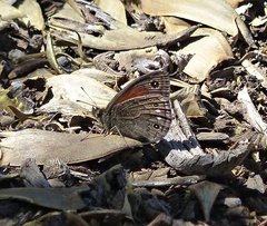 Cosmosatyrus leptoneuroides