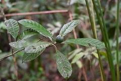 Ixoroideae