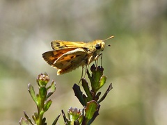 Hylephila fasciolata