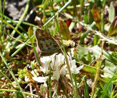 Hylephila fasciolata