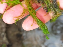 Chara vulgaris