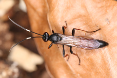 Ichneumonidae
