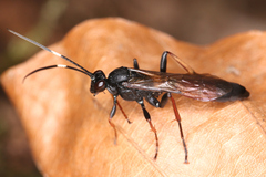Ichneumonidae