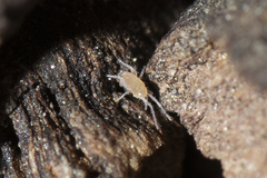 Eupodidae