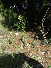 Vincetoxicum hirundinaria hirundinaria