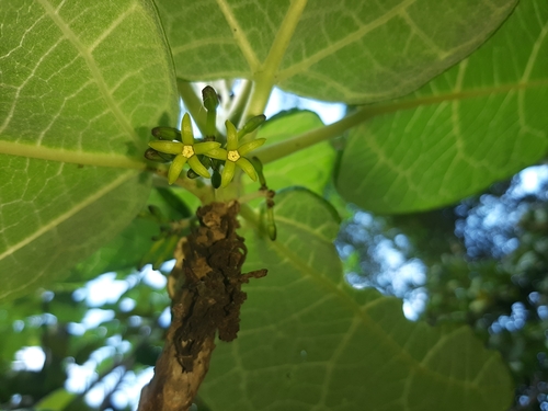Carica aprica