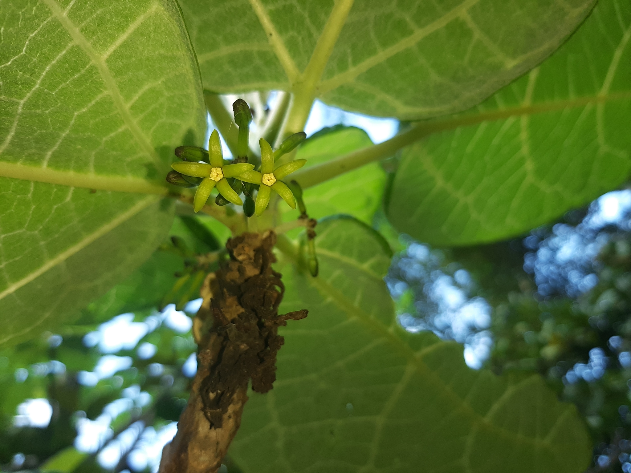 Carica aprica V.M.Badillo 4