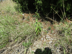 Vincetoxicum hirundinaria hirundinaria