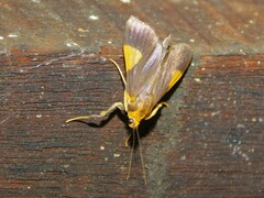 Ulopeza conigeralis