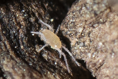 Eupodidae