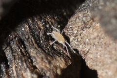Eupodidae