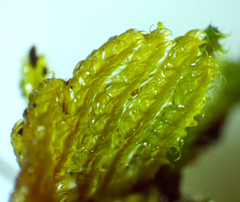 Hypnum curvifolium
