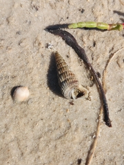 Cerithideopsis scalariformis