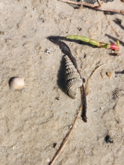 Cerithideopsis scalariformis