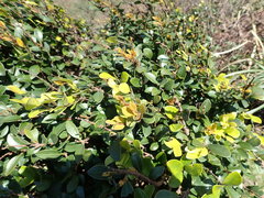 Syzygium elliptifolium