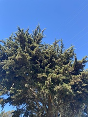 Cupressus macrocarpa