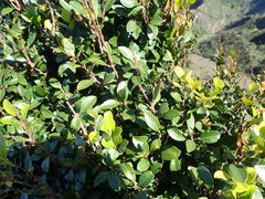 Syzygium elliptifolium