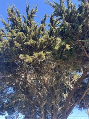 Cupressus macrocarpa