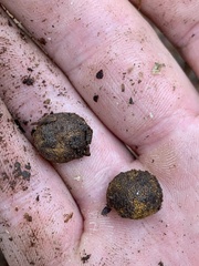 Elaphomyces muricatus