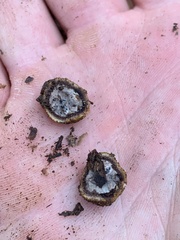 Elaphomyces muricatus