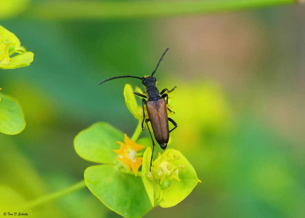 Anastrangalia sanguinea