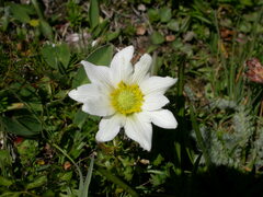 Anemonoides baldensis