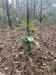 Magnolia grandiflora