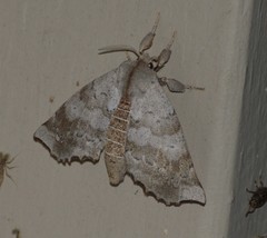 Olceclostera seraphica