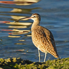 Numenius phaeopus hudsonicus