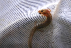 Eurycea troglodytes