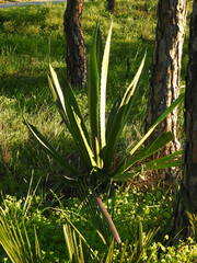 Furcraea selloana