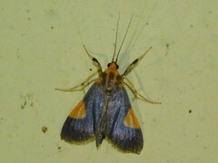 Ulopeza conigeralis