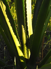 Furcraea selloana