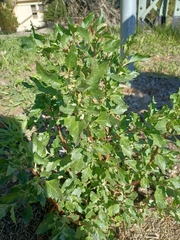 Chenopodiastrum murale