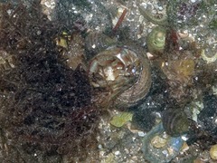 Pagurus bernhardus
