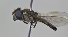 Platycheirus