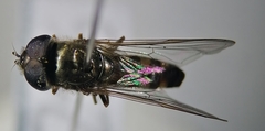 Platycheirus
