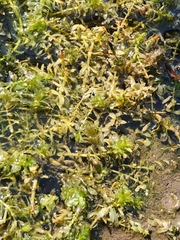 Hydrilla